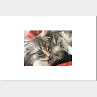 Kitten grey by Suzanne Beasley Posters and Art